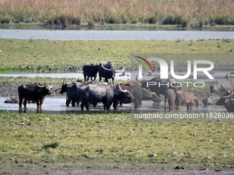 A herd of wild buffalo grazes at the Pobitora Wildlife Sanctuary in Morigaon District, Assam, on December 1, 2024. (