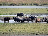 A herd of wild buffalo grazes at the Pobitora Wildlife Sanctuary in Morigaon District, Assam, on December 1, 2024. (