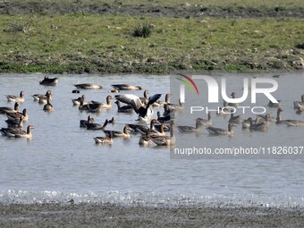 Migratory birds swim at the Pobitora Wildlife Sanctuary in Morigaon district of Assam, India, on December 1, 2024. (