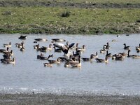 Migratory birds swim at the Pobitora Wildlife Sanctuary in Morigaon district of Assam, India, on December 1, 2024. (