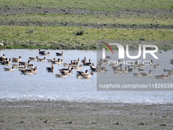 Migratory birds swim at the Pobitora Wildlife Sanctuary in Morigaon district of Assam, India, on December 1, 2024. (