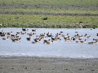 Migratory birds swim at the Pobitora Wildlife Sanctuary in Morigaon district of Assam, India, on December 1, 2024. (