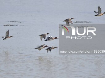 Migratory birds fly at the Pobitora Wildlife Sanctuary in Morigaon district of Assam, India, on December 1, 2024. (