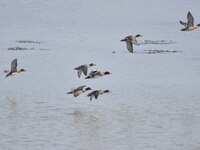 Migratory birds fly at the Pobitora Wildlife Sanctuary in Morigaon district of Assam, India, on December 1, 2024. (