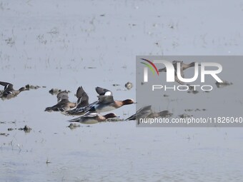 Migratory birds fly at the Pobitora Wildlife Sanctuary in Morigaon district of Assam, India, on December 1, 2024. (