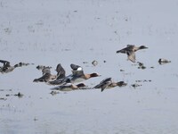 Migratory birds fly at the Pobitora Wildlife Sanctuary in Morigaon district of Assam, India, on December 1, 2024. (