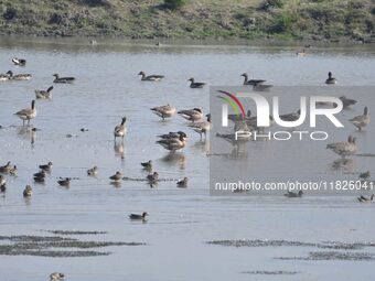 Migratory birds swim at the Pobitora Wildlife Sanctuary in Morigaon district of Assam, India, on December 1, 2024. (