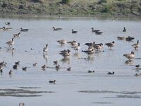 Migratory birds swim at the Pobitora Wildlife Sanctuary in Morigaon district of Assam, India, on December 1, 2024. (