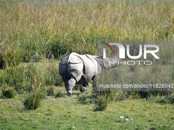 A one-horned rhinoceros grazes at the Pobitora Wildlife Sanctuary in Morigaon District, Assam, on December 1, 2024. (