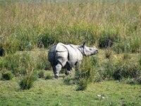 A one-horned rhinoceros grazes at the Pobitora Wildlife Sanctuary in Morigaon District, Assam, on December 1, 2024. (