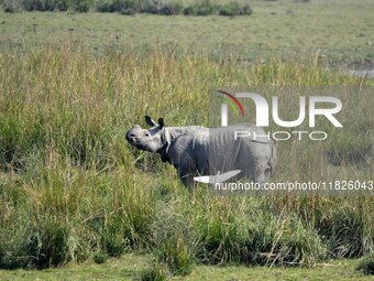 A one-horned rhinoceros grazes at the Pobitora Wildlife Sanctuary in Morigaon District, Assam, on December 1, 2024. (