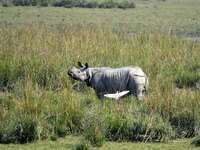 A one-horned rhinoceros grazes at the Pobitora Wildlife Sanctuary in Morigaon District, Assam, on December 1, 2024. (