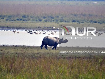 A one-horned rhinoceros grazes at the Pobitora Wildlife Sanctuary in Morigaon District, Assam, on December 1, 2024. (