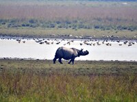 A one-horned rhinoceros grazes at the Pobitora Wildlife Sanctuary in Morigaon District, Assam, on December 1, 2024. (