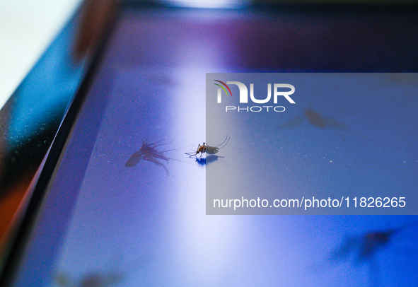 A Culex mosquito, known for feeding on human blood, is observed sitting on a computer screen displaying a mosquito-themed wallpaper in Tehat...