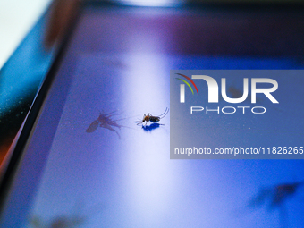 A Culex mosquito, known for feeding on human blood, is observed sitting on a computer screen displaying a mosquito-themed wallpaper in Tehat...