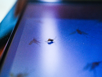 A Culex mosquito, known for feeding on human blood, is observed sitting on a computer screen displaying a mosquito-themed wallpaper in Tehat...