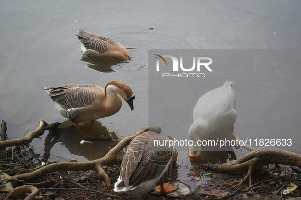 Swans drink water inside a pond in Kolkata, India, on December 1, 2024. 