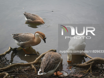 Swans drink water inside a pond in Kolkata, India, on December 1, 2024. (