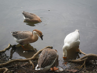 Swans drink water inside a pond in Kolkata, India, on December 1, 2024. (