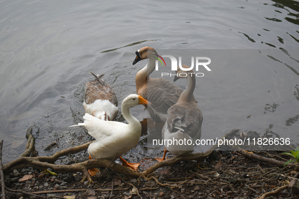 Swans drink water inside a pond in Kolkata, India, on December 1, 2024. 