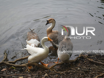 Swans drink water inside a pond in Kolkata, India, on December 1, 2024. (