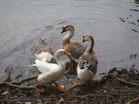 Swans drink water inside a pond in Kolkata, India, on December 1, 2024. (