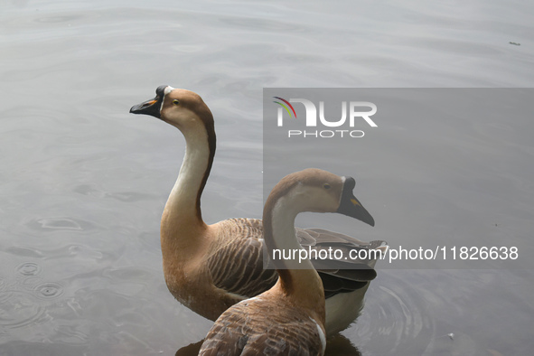 Swans swim in water inside a pond in Kolkata, India, on December 1, 2024. 