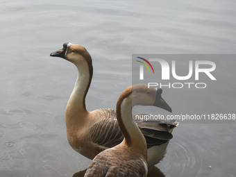 Swans swim in water inside a pond in Kolkata, India, on December 1, 2024. (