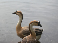 Swans swim in water inside a pond in Kolkata, India, on December 1, 2024. (