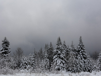 Foggy picturesque views of Beskid Zywieckiare seen as snow covers trees and the path. (