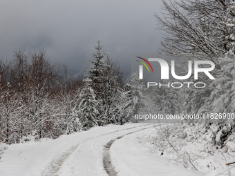 A hiking trail is seen amid foggy picturesque views of Beskid Zywiecki as snow covers trees and the path. (