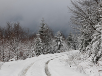 A hiking trail is seen amid foggy picturesque views of Beskid Zywiecki as snow covers trees and the path. (