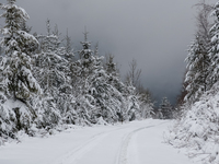 A hiking trail is seen amid foggy picturesque views of Beskid Zywiecki as snow covers trees and the path. (