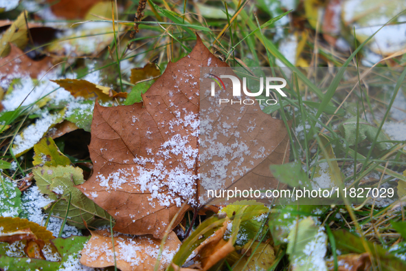 Snow covers fallen leaves as snow flurries briefly occur in Toronto, Ontario, Canada, on December 1, 2024. 