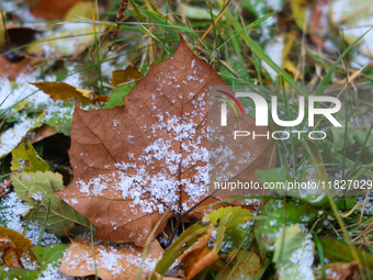 Snow covers fallen leaves as snow flurries briefly occur in Toronto, Ontario, Canada, on December 1, 2024. (