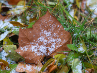 Snow covers fallen leaves as snow flurries briefly occur in Toronto, Ontario, Canada, on December 1, 2024. (