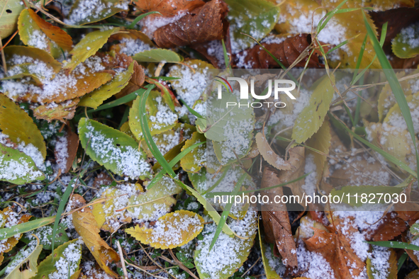 Snow covers fallen leaves as snow flurries briefly occur in Toronto, Ontario, Canada, on December 1, 2024. 