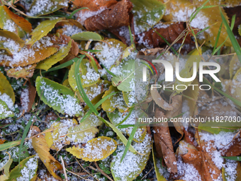 Snow covers fallen leaves as snow flurries briefly occur in Toronto, Ontario, Canada, on December 1, 2024. (