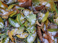 Snow covers fallen leaves as snow flurries briefly occur in Toronto, Ontario, Canada, on December 1, 2024. (