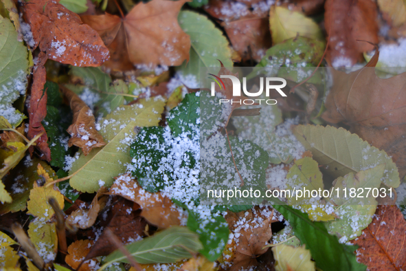 Snow covers fallen leaves as snow flurries briefly occur in Toronto, Ontario, Canada, on December 1, 2024. 