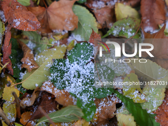 Snow covers fallen leaves as snow flurries briefly occur in Toronto, Ontario, Canada, on December 1, 2024. (