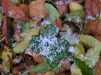 Snow covers fallen leaves as snow flurries briefly occur in Toronto, Ontario, Canada, on December 1, 2024. (