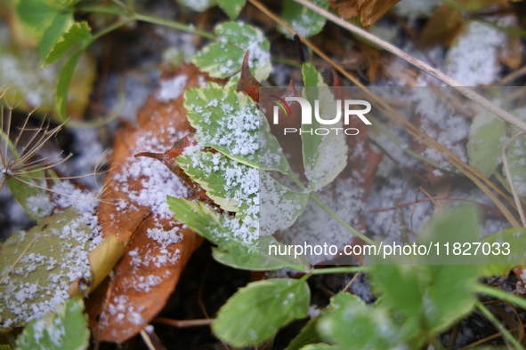 Snow covers fallen leaves as snow flurries briefly occur in Toronto, Ontario, Canada, on December 1, 2024. 