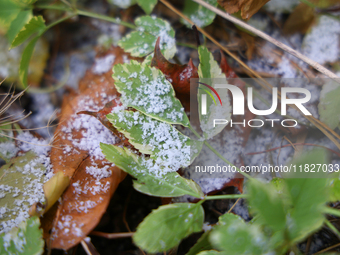 Snow covers fallen leaves as snow flurries briefly occur in Toronto, Ontario, Canada, on December 1, 2024. (