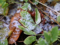 Snow covers fallen leaves as snow flurries briefly occur in Toronto, Ontario, Canada, on December 1, 2024. (