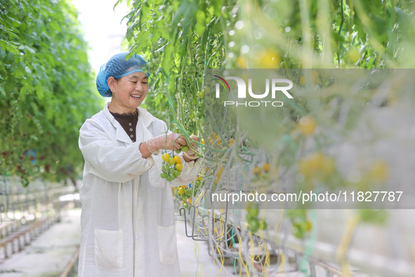 A worker picks small colored tomatoes in a smart greenhouse at Shuimu Vegetable factory in Longsheng village, Fuxi sub-district, Deqing coun...