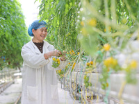 A worker picks small colored tomatoes in a smart greenhouse at Shuimu Vegetable factory in Longsheng village, Fuxi sub-district, Deqing coun...