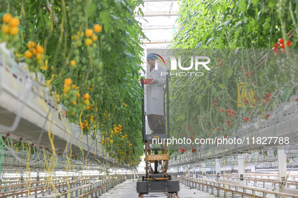 A worker picks small colored tomatoes in a smart greenhouse at Shuimu Vegetable factory in Longsheng village, Fuxi sub-district, Deqing coun...