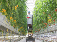 A worker picks small colored tomatoes in a smart greenhouse at Shuimu Vegetable factory in Longsheng village, Fuxi sub-district, Deqing coun...